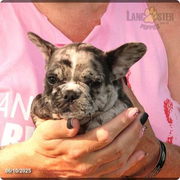 French Bulldogs