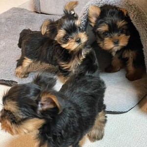 Yorkie puppies for adoption | PostAds PH