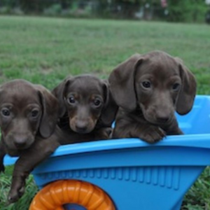Mini, smooth Dachshund pup available. | PostAds PH