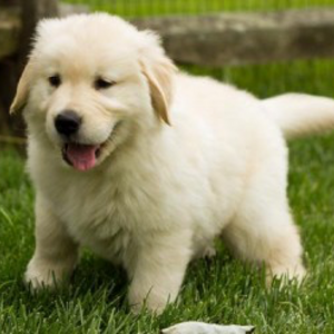 Male and female golden retriever available | PostAds PH