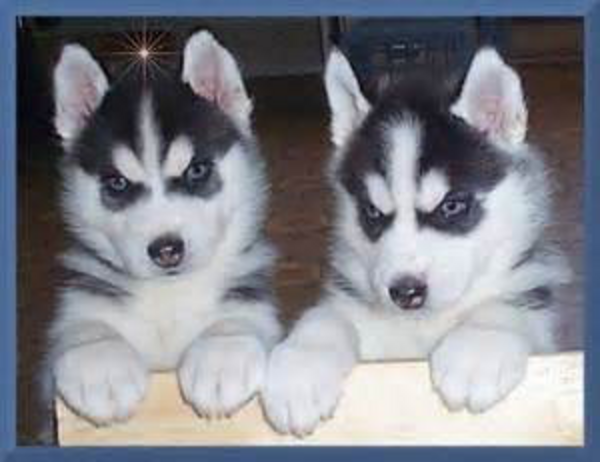 Blue eyes Siberian husky puppies available 