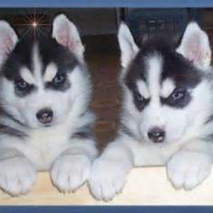 Blue eyes Siberian husky puppies available | PostAds PH