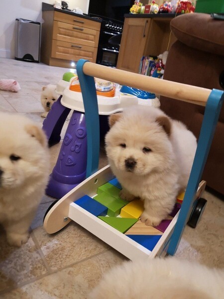 Chow chow puppies for adoption 