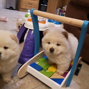 Chow chow puppies for adoption | PostAds PH