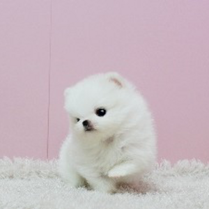 Affectionate teacup Pomeranian puppies | PostAds PH