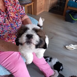 Shihtzu puppies for adoption | PostAds PH
