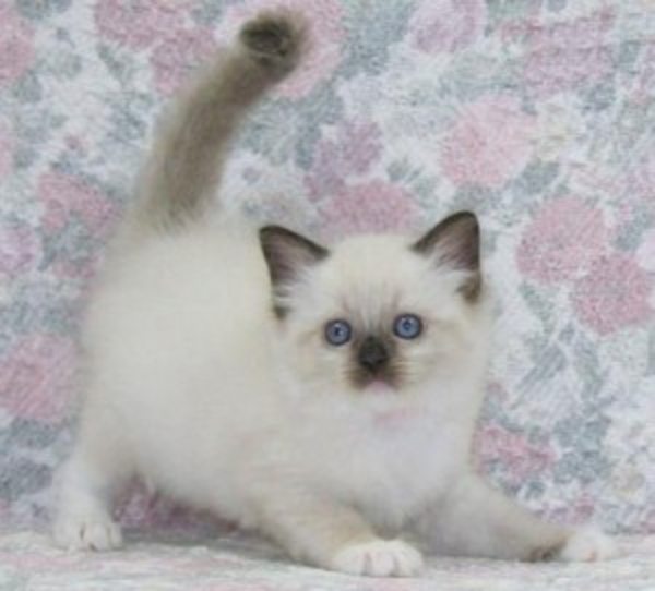 Ragdoll kittens for sale 