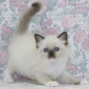 Ragdoll kittens for sale | PostAds PH