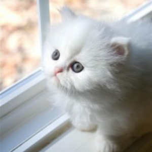 Registered Persian kittens for sale | PostAds PH