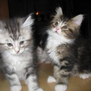Maine Coon Cats Available | PostAds PH