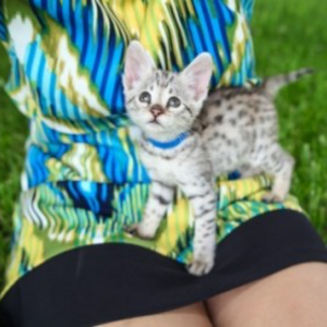 Generous F2 savanna kittens | PostAds PH