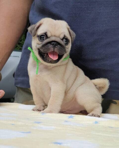  6 Pug Puppies   