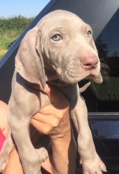  Weimaranner Puppies   