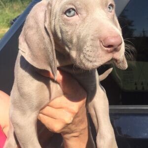 Weimaranner Puppies | PostAds PH