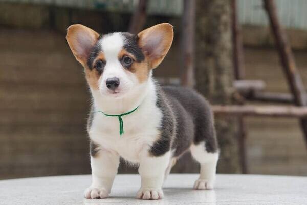  12 weeks old Corgi Puppies   