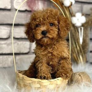 Toy Poodle pups WhatsApp:+63-9455-189-371 Viber:+63-9455-189-371 | PostAds PH