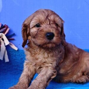 Cockapoo pups WhatsApp:+63-9455-189-371 Viber:+63-9455-189-371 | PostAds PH
