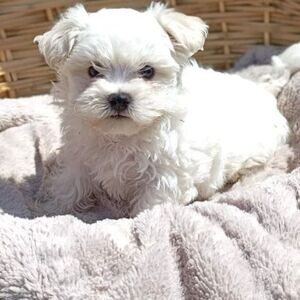Maltese Pupps WhatsApp:+63-9455-189-371 Viber:+63-9455-189-371 | PostAds PH