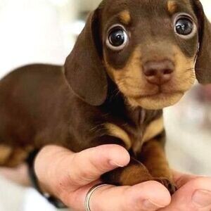 Dachshund puppies WhatsApp:+63-9455-189-371 Viber:+63-9455-189-371 | PostAds PH