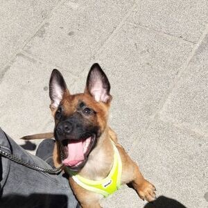 Malinois Pups WhatsApp:+63-9455-189-371 Viber:+63-9455-189-371 | PostAds PH