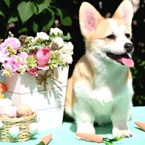 Welsh Corgi Pembroke Puppies | PostAds PH