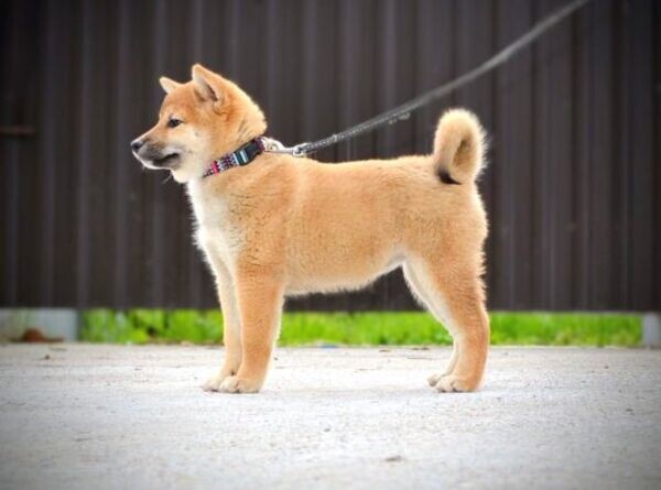 Shiba Inu Puppies