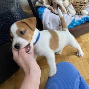 Jack Russell Terrier puppies | PostAds PH