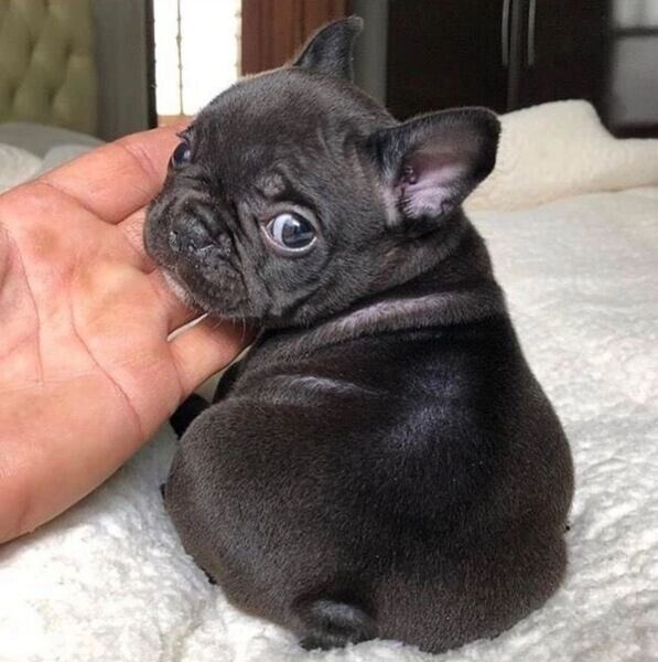 French bulldogs puppies