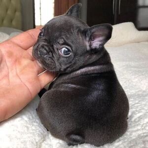 French bulldogs puppies | PostAds PH