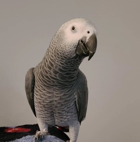African grey parrots