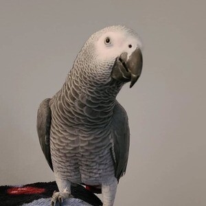 African grey parrots | PostAds PH