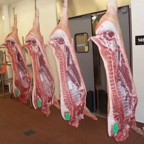 Wholesale supply of frozen pork meat from spain  Litera Meat SLU