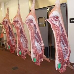 Wholesale supply of frozen pork meat from spain Litera Meat SLU | PostAds PH