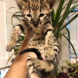 F6 savannah kittens for re-homing | PostAds PH