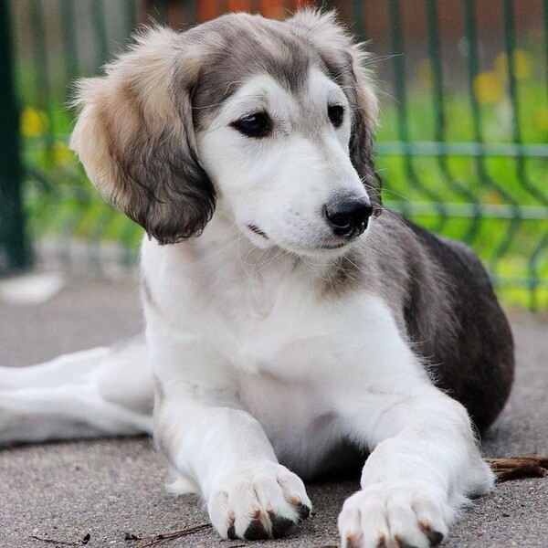  Puppies available - Saluki   