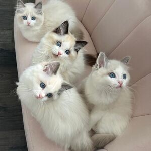 Young Ragdoll kittens for adoption | PostAds PH