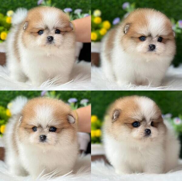 Baby  Teacup Pomeranian Puppies   