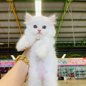 Baby Persian kittens Available | PostAds PH
