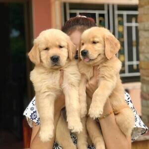 2 family Golden Retriever Puppies | PostAds PH