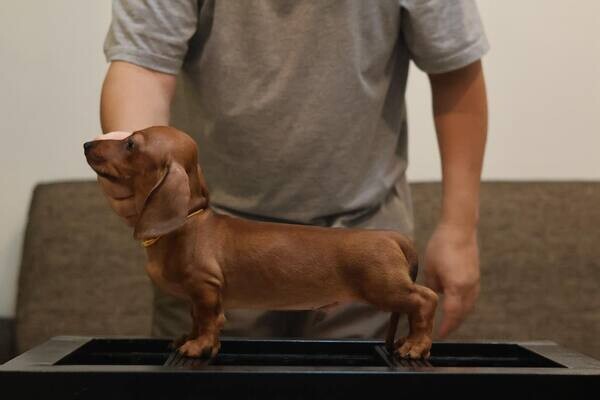 Trained  Mini dachshund puppies 