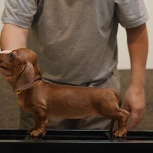 Trained Mini dachshund puppies | PostAds PH