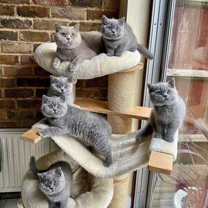 5 fantastic british shorthair kittens | PostAds PH