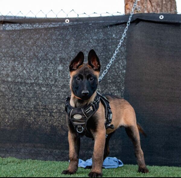  3 Belgian malinois puppiess