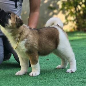 2 Akita Puppies Available Now | PostAds PH