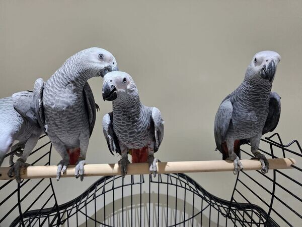    4 African Grey Parrots 
