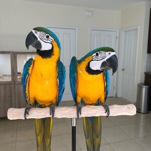 2 hand-fed Blue and Gold Macaw Parrots | PostAds PH