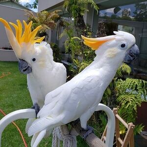 excellent Cockatoo Parrots | PostAds PH