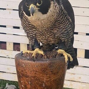 TRAINED HAND FED FALCON BIRDS | PostAds PH