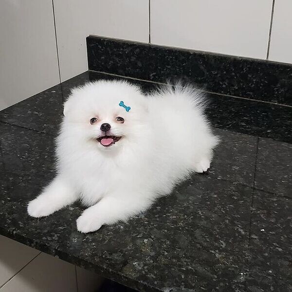  good Pomeranian puppies available   