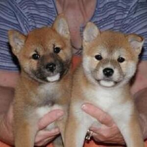 Shiba Inu Puppies viber :+639463422605) | PostAds PH